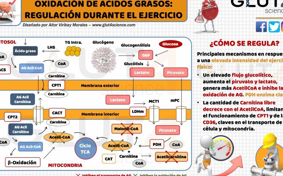 diferencias entre beta oxidacion mitocondrial y peroxisomal aspectos clave que debes conocer