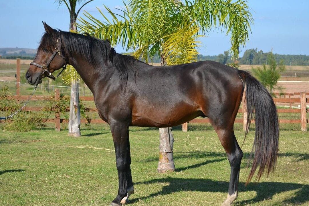 diferencias entre caballo vallo y alazan explorando los rasgos unicos de estas dos magnificas razas equinas