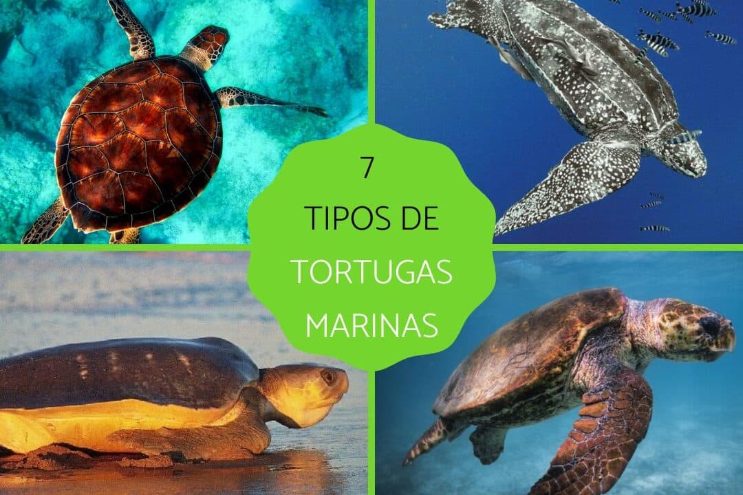 diferencias entre caguama y ballenas descubre las caracteristicas distintivas de estas especies marinas