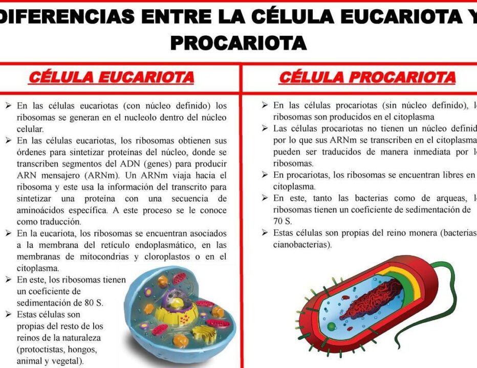 diferencias entre celulas eucariotas y procariotas descubrelas en brainly