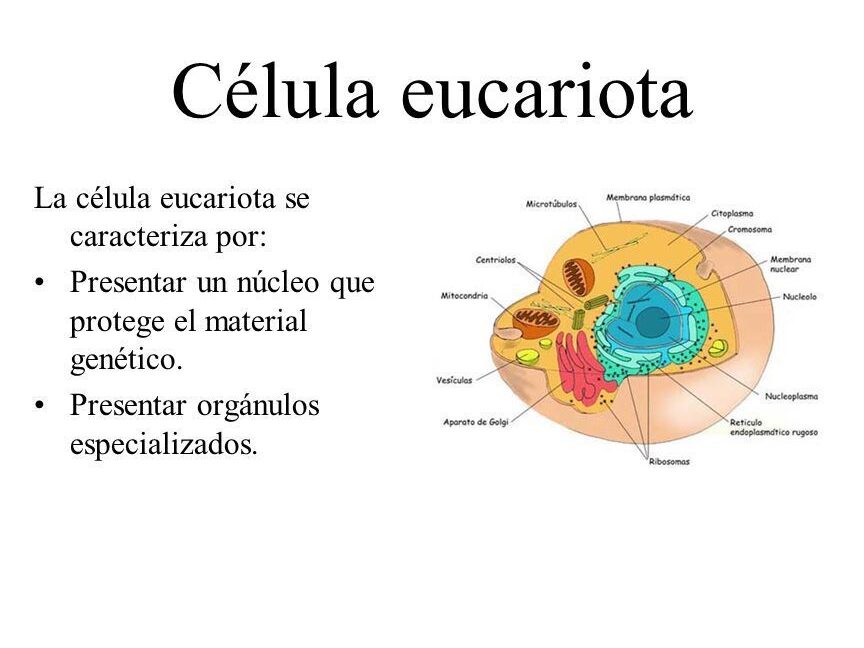 diferencias entre citoplasma y protoplasma cual es la disparidad en las celulas