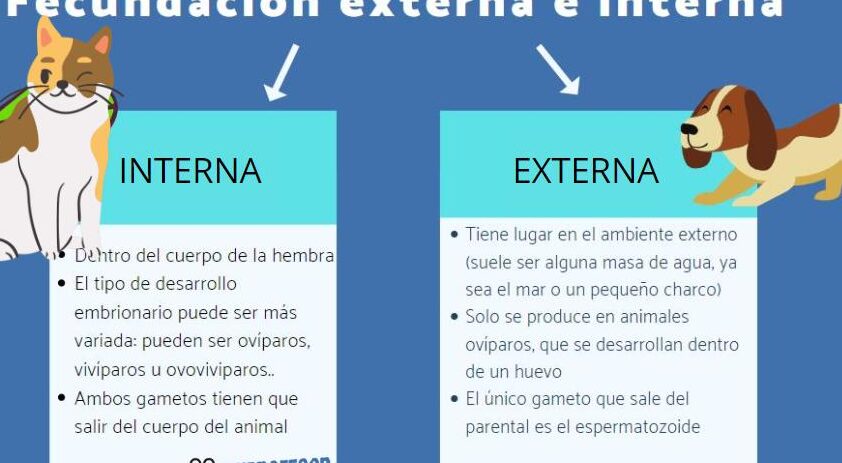 diferencias entre el aparato reproductor de perros y gatos cuales son y como afectan a su reproduccion