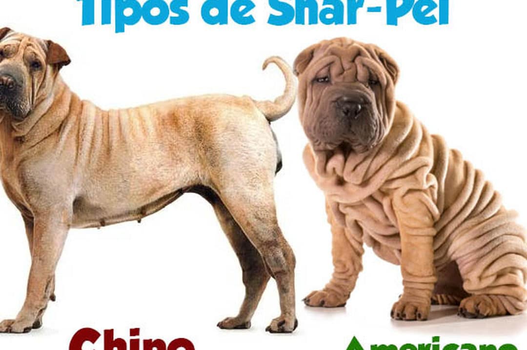 diferencias entre el shar pei chino y el shar pei americano todo lo que necesitas saber