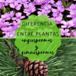 diferencias entre las plantas angiospermas y gimnospermas cual es la clave para entender su diversidad botanica