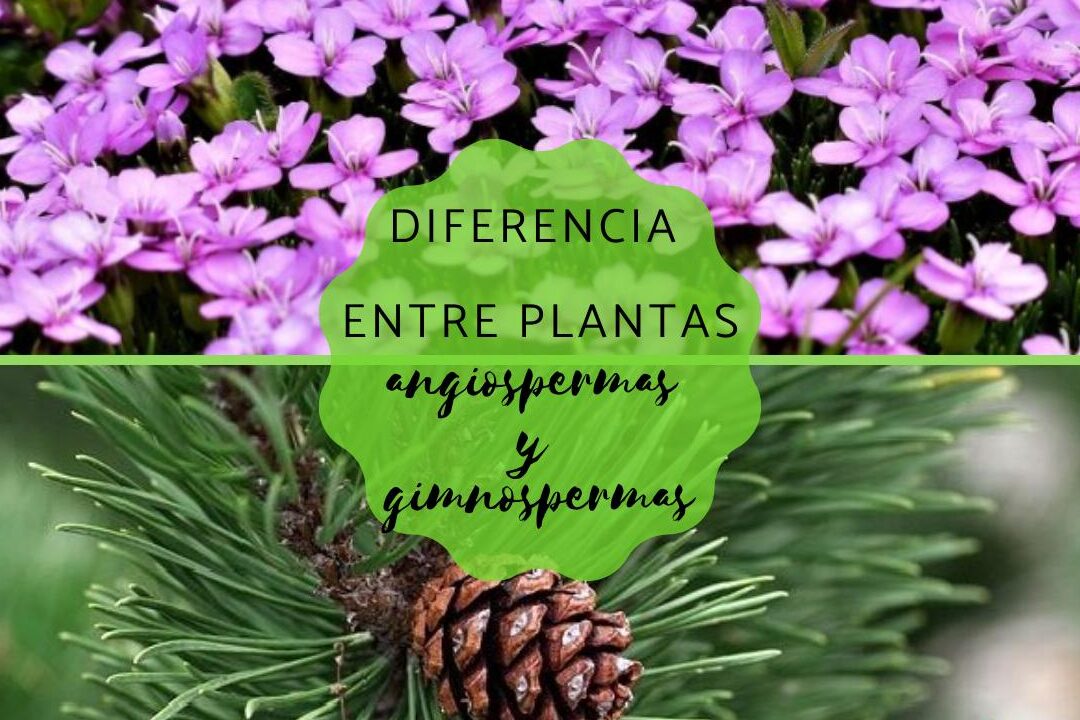 diferencias entre las plantas angiospermas y gimnospermas cual es la clave para entender su diversidad botanica