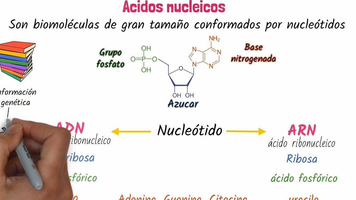 diferencias entre moleculas de adn y arn cual es su papel en la genetica