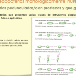 diferencias entre proteobacterias alfa beta y gamma una guia completa