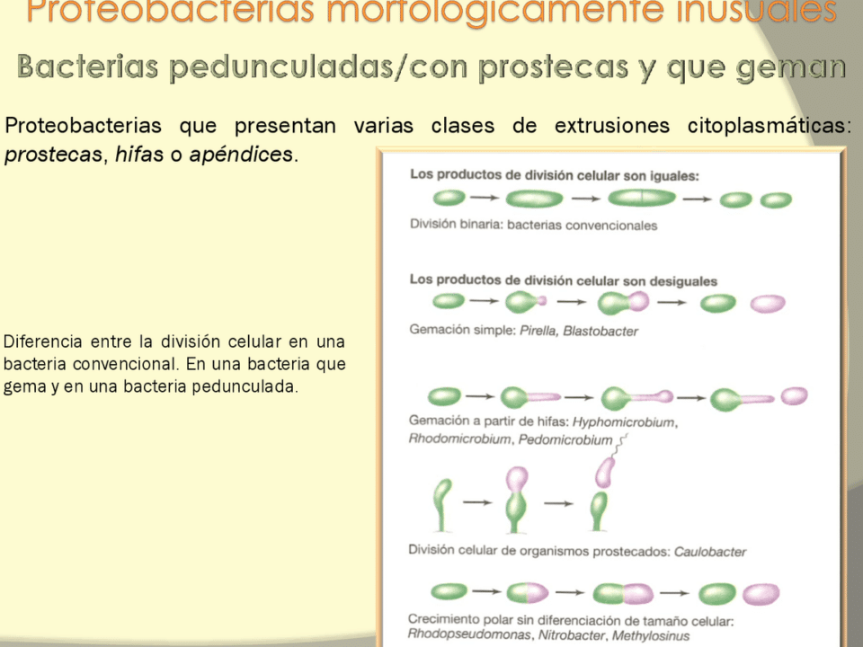 diferencias entre proteobacterias alfa beta y gamma una guia completa