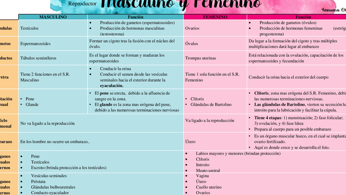 diferencias fundamentales entre el sistema reproductor femenino y masculino un analisis detallado