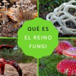 la clave para entender las diferencias entre el reino fungi y plantae guia completa