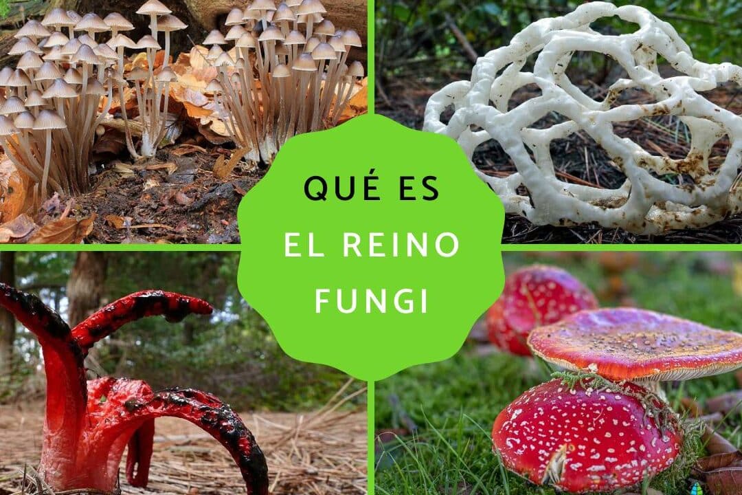 la clave para entender las diferencias entre el reino fungi y plantae guia completa