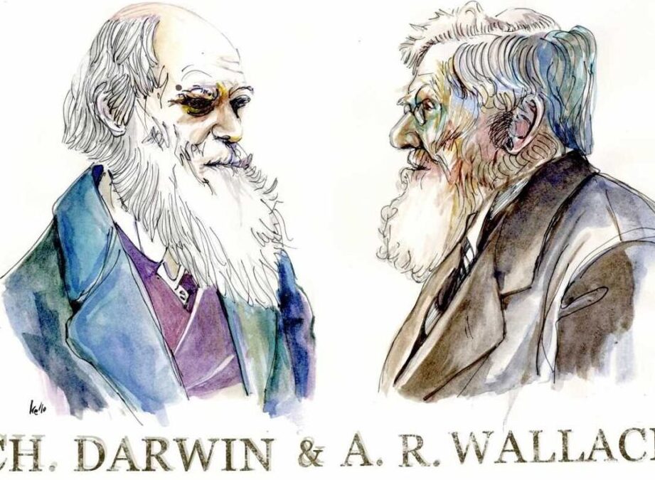 las diferencias clave entre darwin y wallace una mirada detallada a los principales conceptos de la evolucion