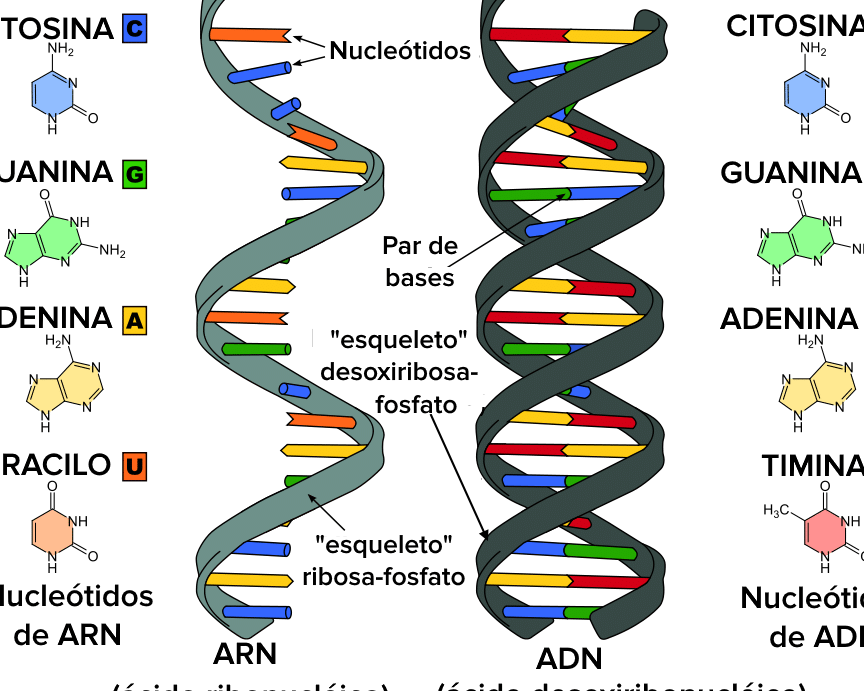 conoce las diferencias clave entre el adn y el arn descubre su estructura funciones y roles en la genetica