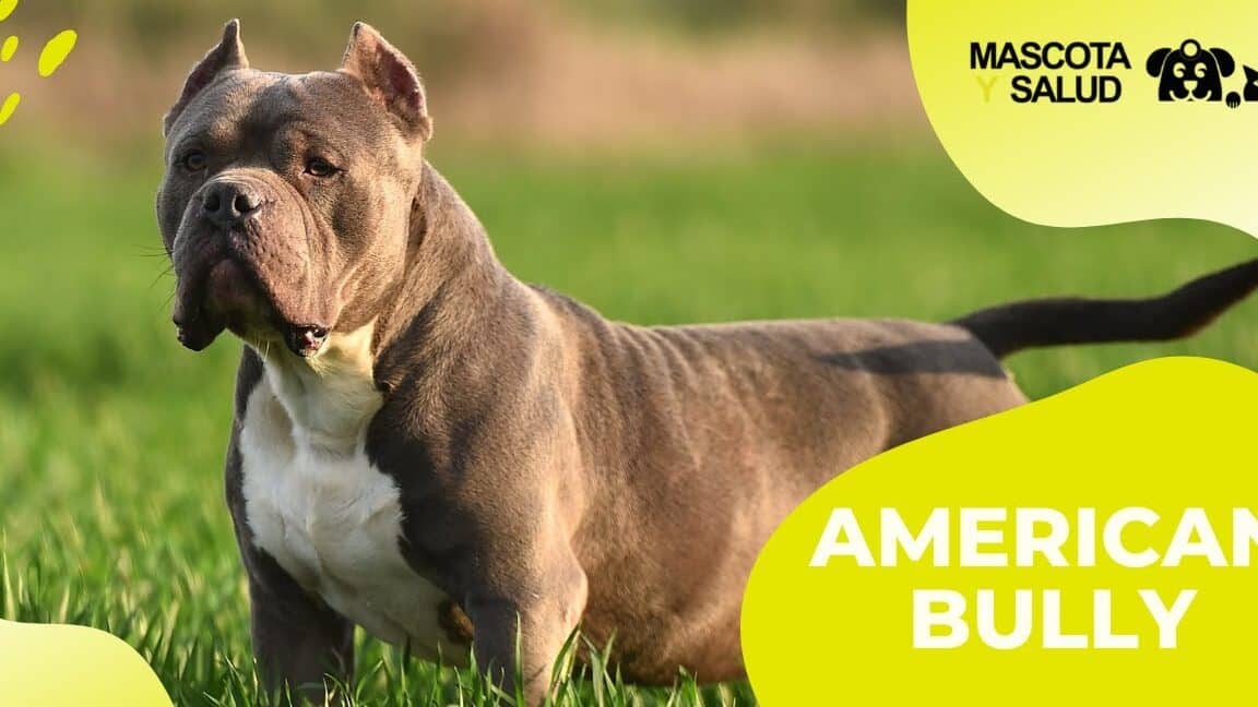 descubre las diferencias entre el american bully y el bulldog ingles guia completa