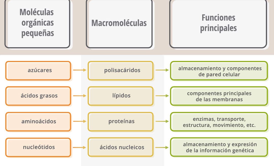 descubre las principales diferencias entre celula aves para entender su estructura unica