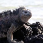 descubre las principales diferencias entre iguana y lagartija caracteristicas habitat y comportamiento