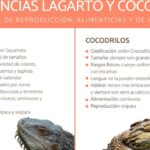 descubre las principales diferencias entre los cocodrilos y otros reptiles