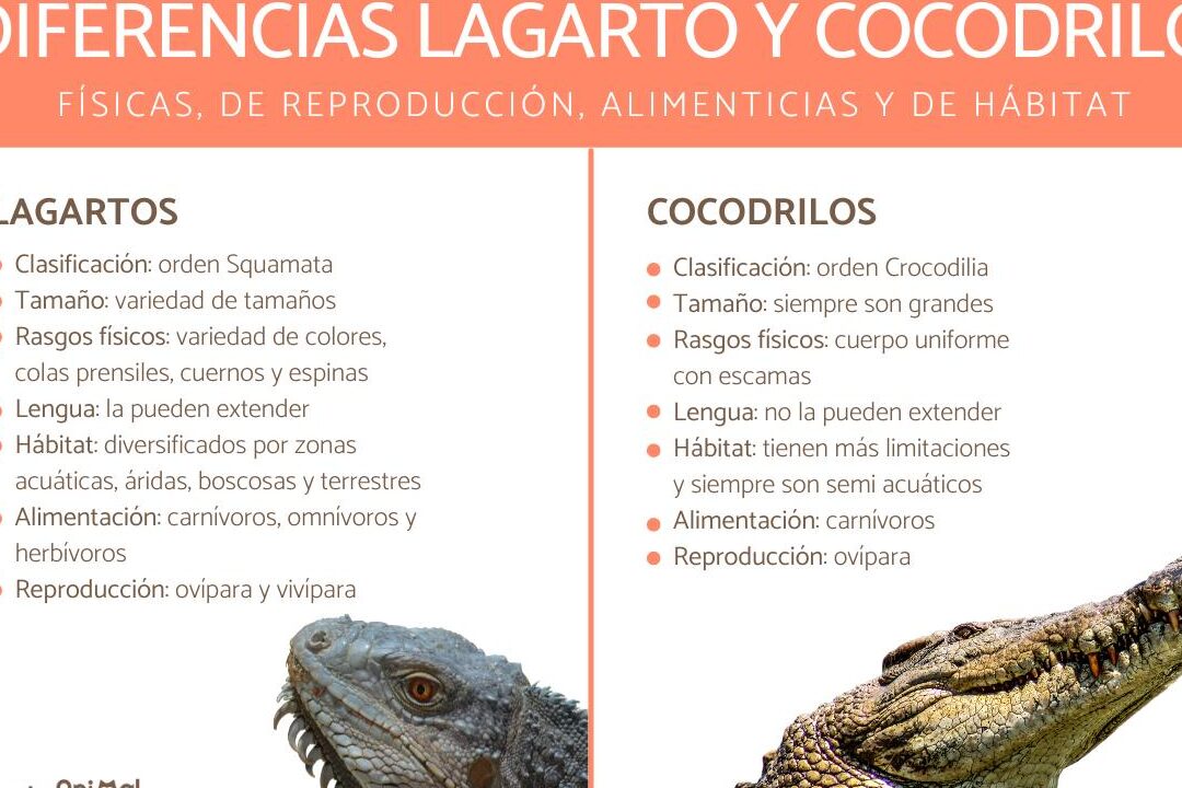 descubre las principales diferencias entre los cocodrilos y otros reptiles