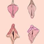 descubre las principales diferencias entre vaginas todo lo que debes saber