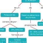 descubre y comprende las principales diferencias entre almidon glucogeno celulosa y quitina