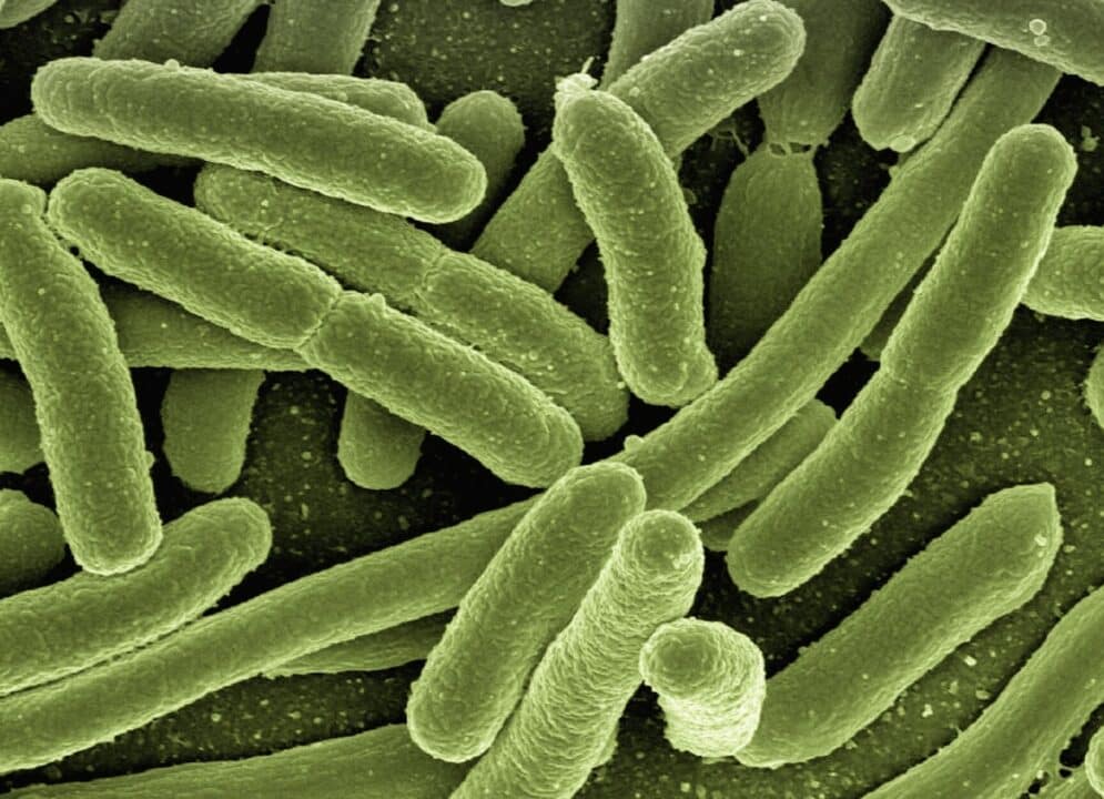 diferencias claras entre bacterias patogenas y no patogenas como identificarlas y protegerte