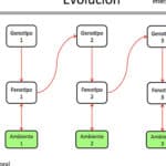 diferencias clave entre adaptacion evolucion microevolucion y macroevolucion un analisis completo