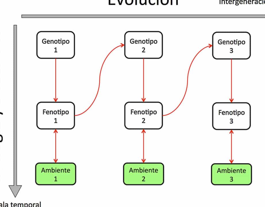 diferencias clave entre adaptacion evolucion microevolucion y macroevolucion un analisis completo