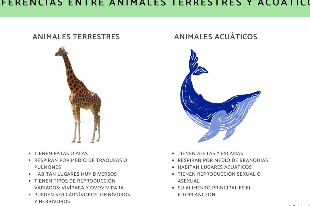 diferencias clave entre animales acuaticos y terrestres como se adaptan a sus entornos
