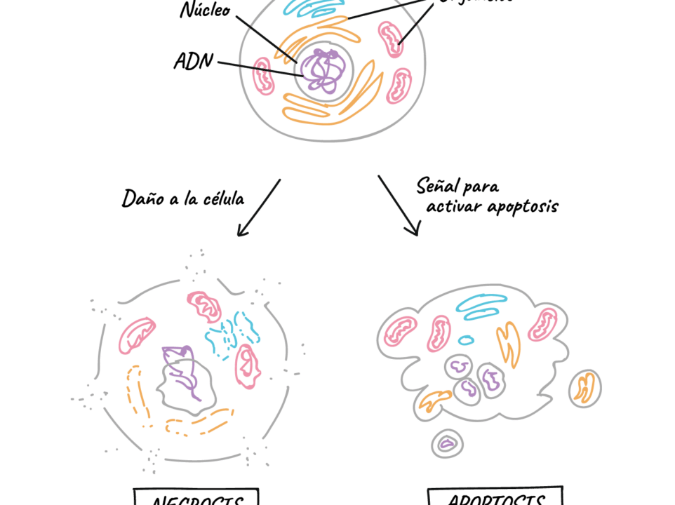 diferencias clave entre apoptosis y autofagia como se regulan y que funciones cumplen