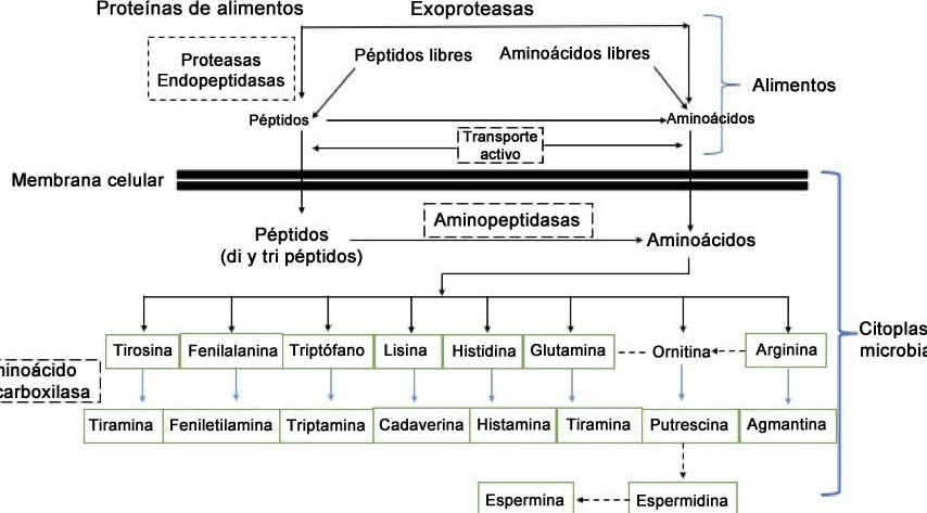 diferencias clave entre bacterias homofermentativas y heterofermentativas cual es su impacto en los procesos biologicos