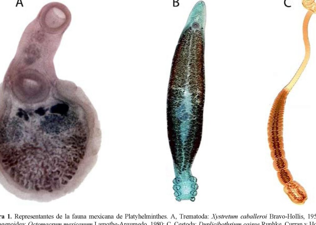 diferencias clave entre platelmintos y nematodos guia completa sobre estos grupos de gusanos