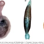 diferencias clave entre platelmintos y nematodos guia completa sobre estos grupos de gusanos