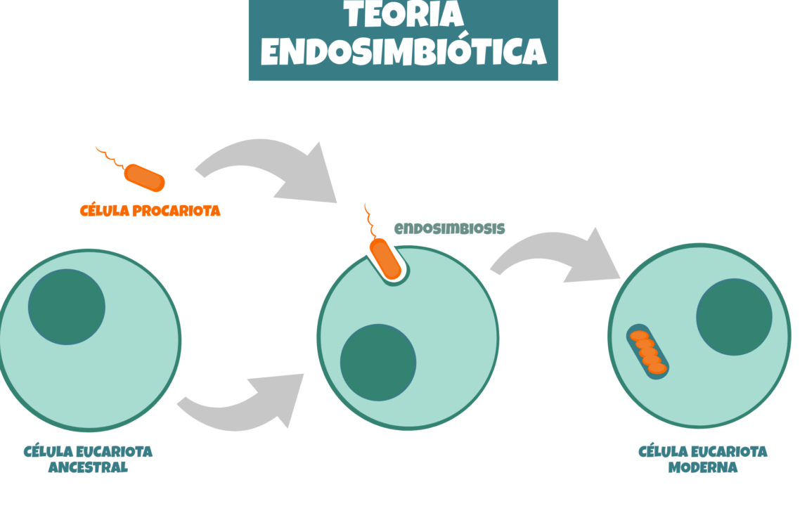 diferencias clave entre ribosomas y mitocondrias una guia completa