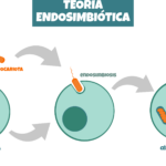diferencias clave entre ribosomas y mitocondrias una guia completa