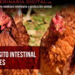 diferencias destacadas en el sistema digestivo de bovinos conejos y aves guia completa