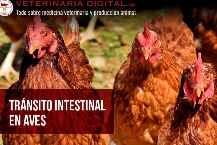 diferencias destacadas en el sistema digestivo de bovinos conejos y aves guia completa