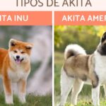 diferencias entre akita inu macho y hembra todo lo que necesitas saber