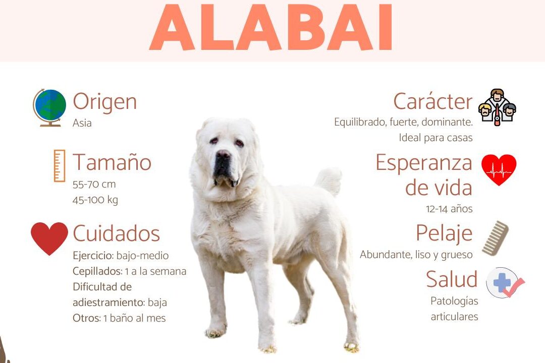 diferencias entre alabai y cao cual es la raza de perro mas adecuada para ti