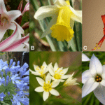 diferencias entre amaryllidaceae y liliaceae guia completa para distinguir estas dos familias botanicas