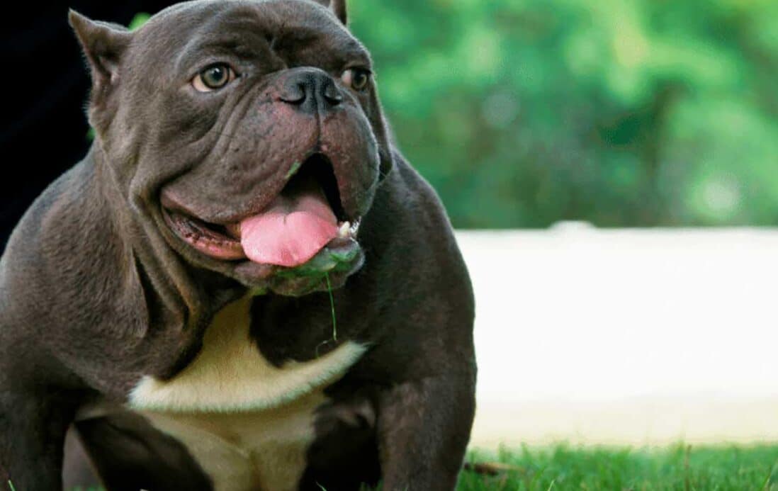 diferencias entre american bully y bulldog ingles todo lo que necesitas saber