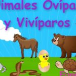 diferencias entre animales oviparos y viviparos descubre todo en wikipedia