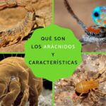 diferencias entre aranas y escorpiones todo lo que necesitas saber sobre estas criaturas aracnidas