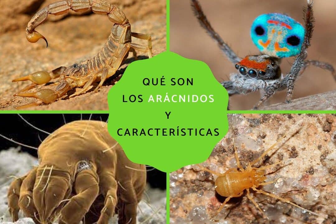 diferencias entre aranas y escorpiones todo lo que necesitas saber sobre estas criaturas aracnidas