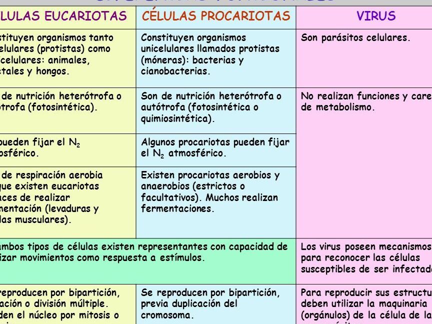 diferencias entre bacterias y virus comparativa en una tabla informativa