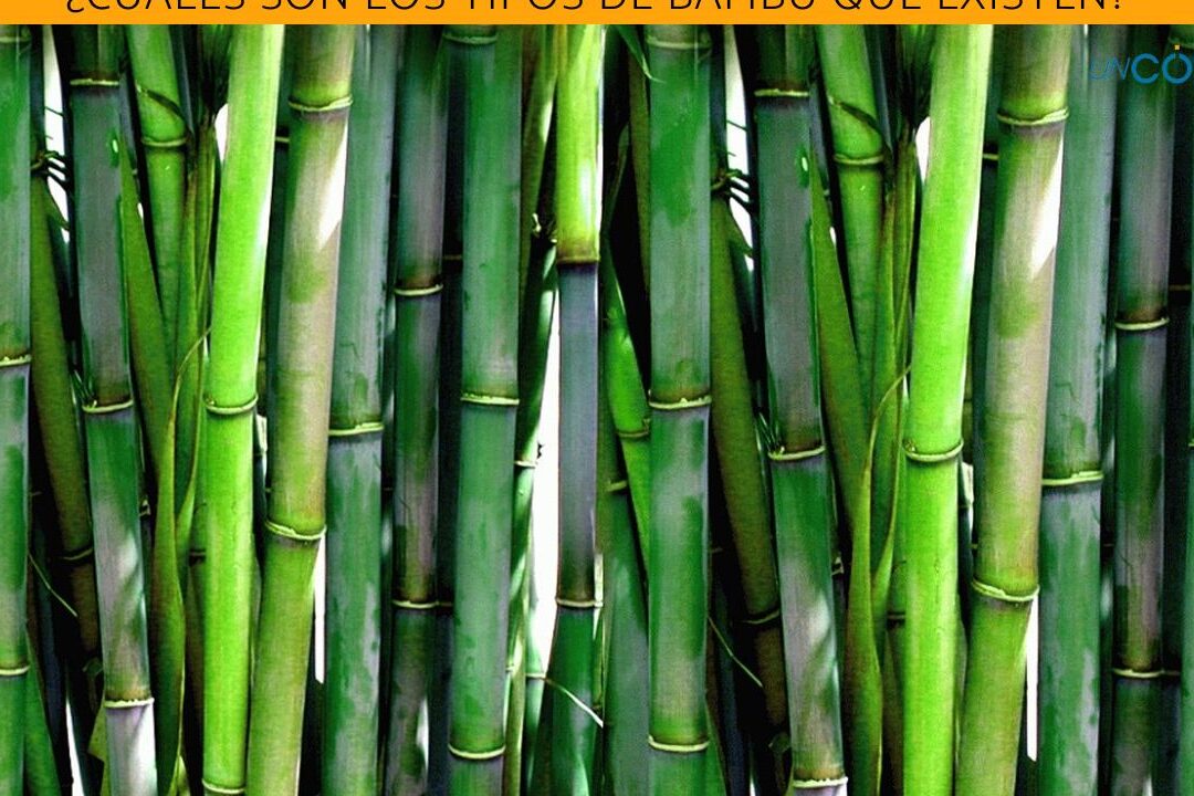 diferencias entre bamboo y carrizos cual es la mejor opcion para tu hogar