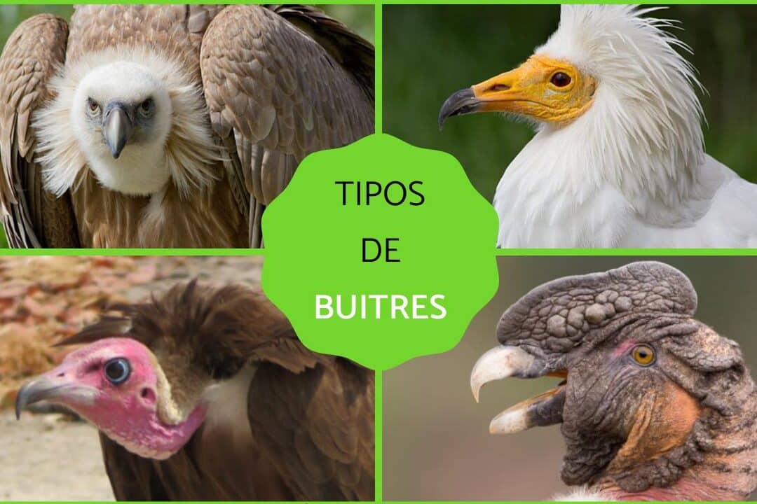 diferencias entre buitre y zopilote como distinguir estos ave rapaces