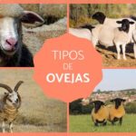 diferencias entre carneros y cabras descubre las caracteristicas distintivas de cada especie