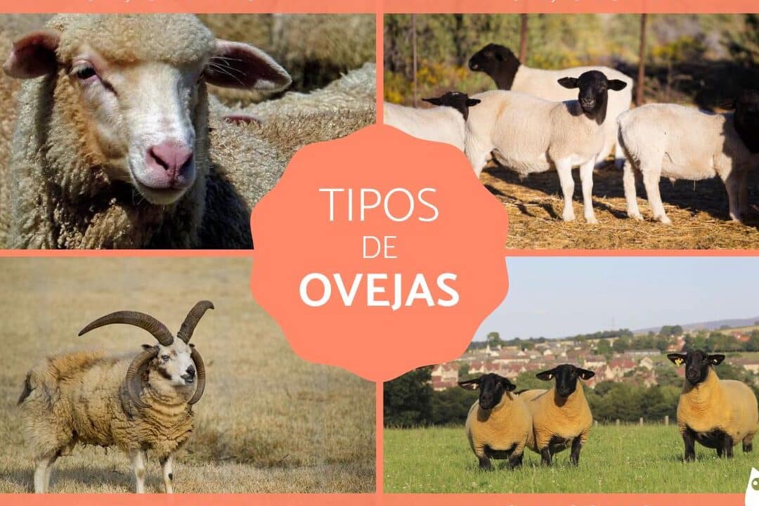 diferencias entre carneros y cabras descubre las caracteristicas distintivas de cada especie