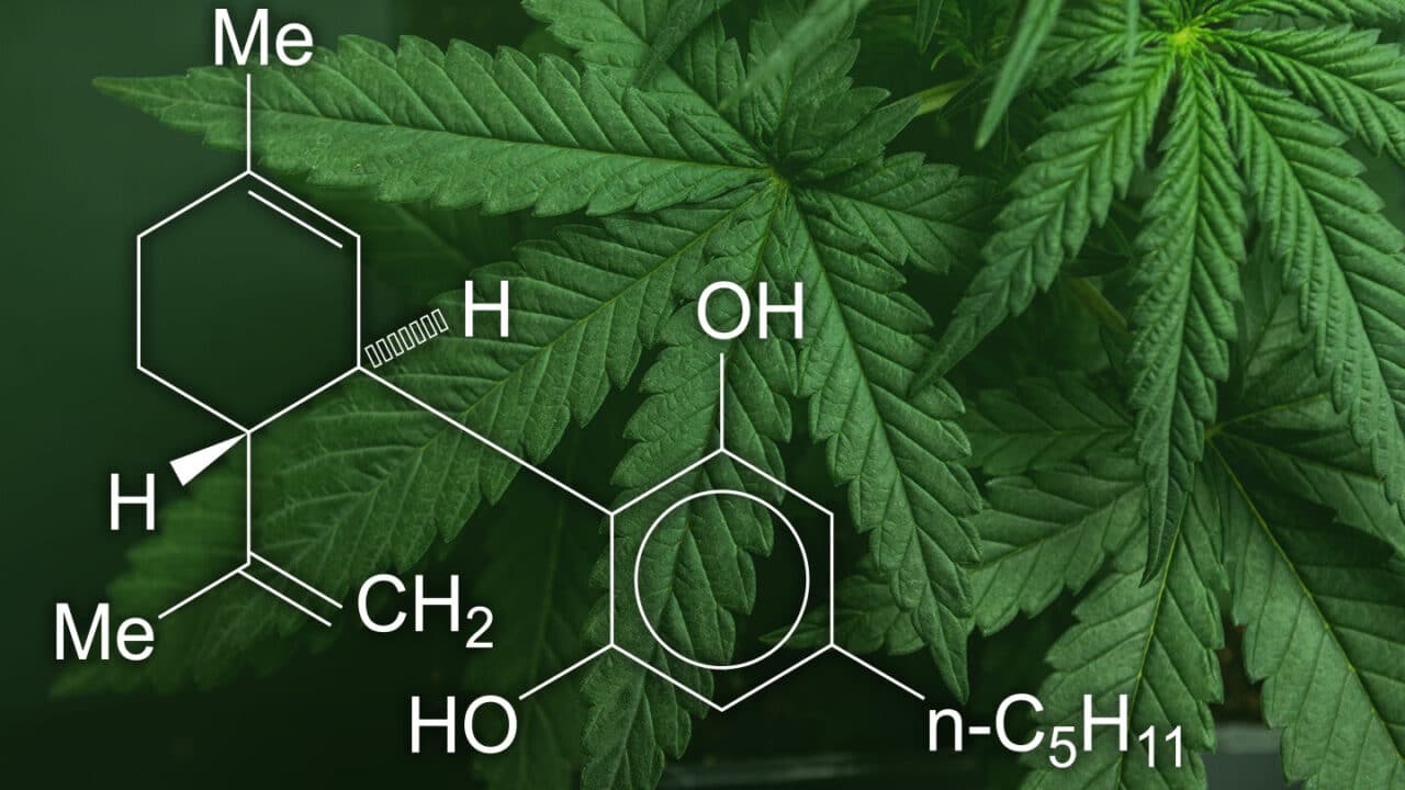 diferencias entre cbd y thc que debes saber sobre estas dos sustancias