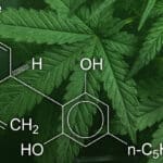 diferencias entre cbd y thc que debes saber sobre estas dos sustancias